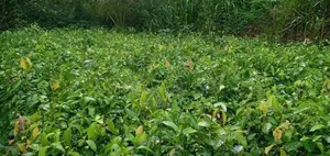 වාර සිටුවන ලොකු කුරුදු පැළ