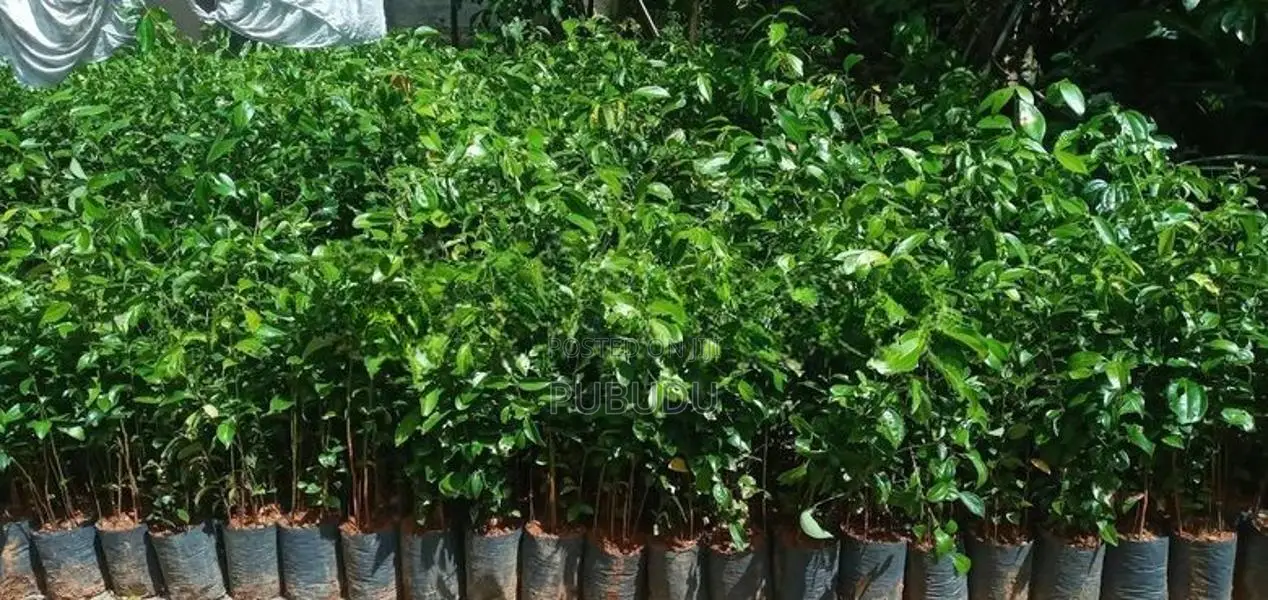 වාර සිටුවන ලොකු කුරුදු පැළ