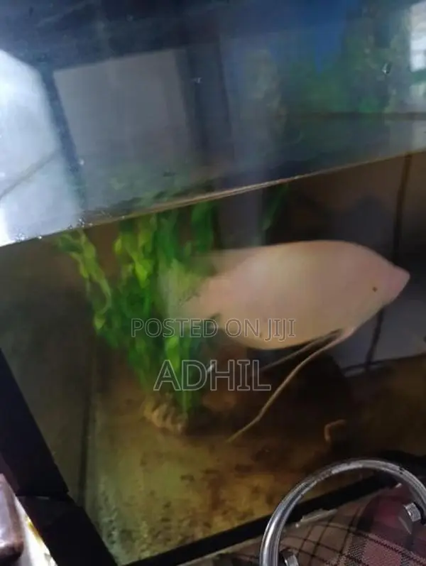 Fish Tank