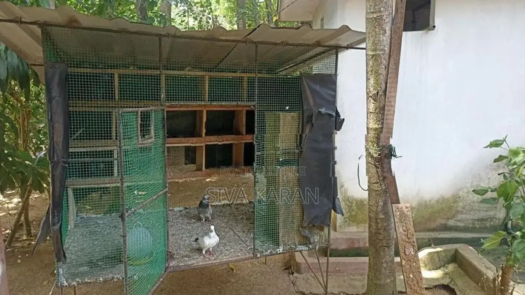 pigeon cage