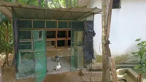 pigeon cage