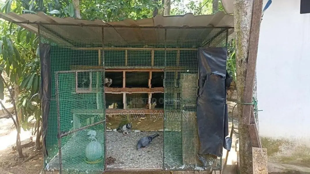 pigeon cage