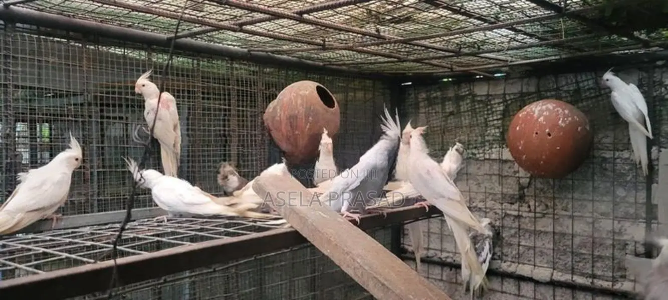 Albino Chicks