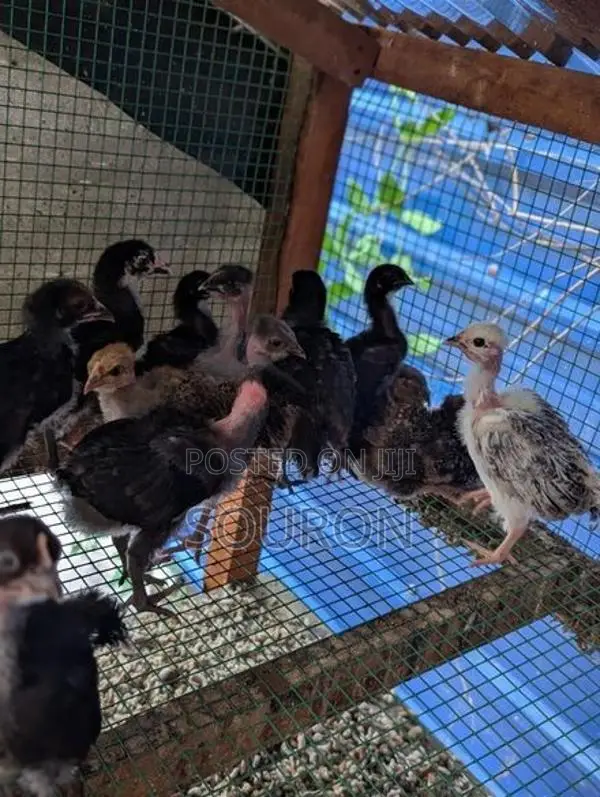 Farm Chicks