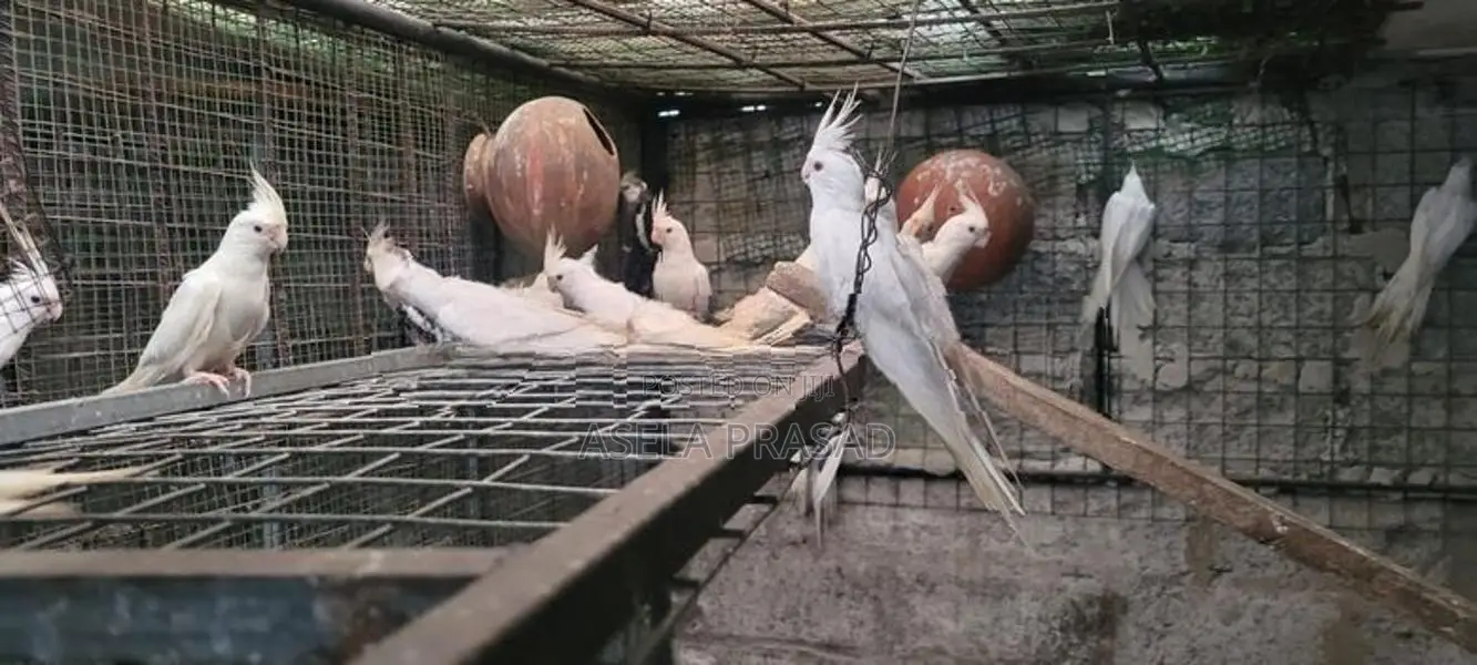 Albino Chicks