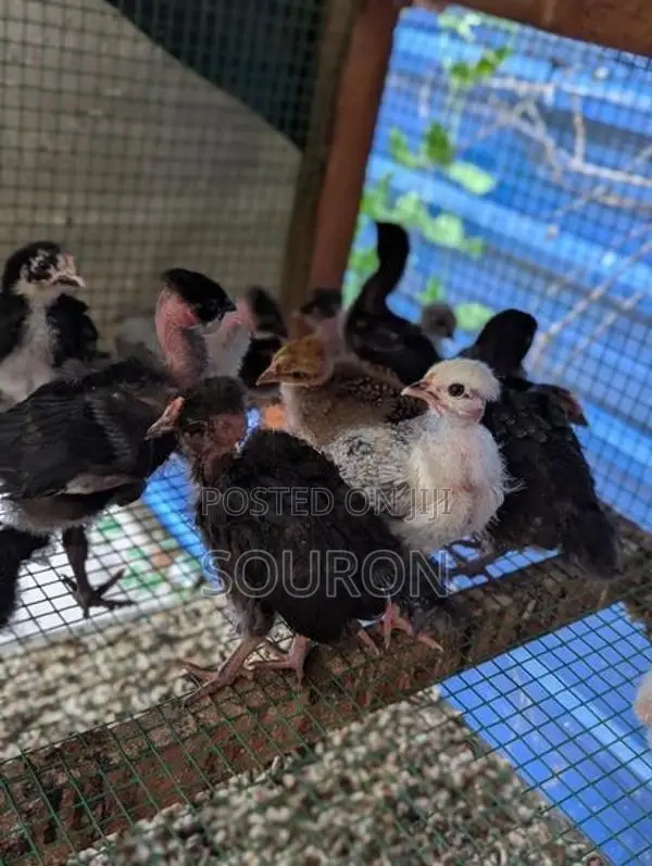 Farm Chicks