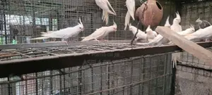 Albino Chicks