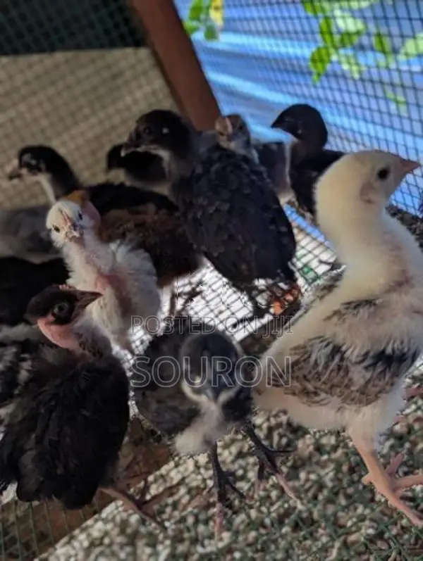 Farm Chicks