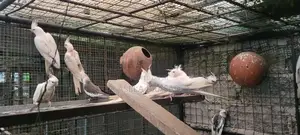 Albino Chicks