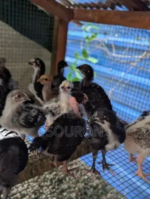 Farm Chicks