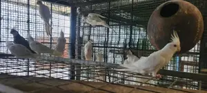 Albino Chicks