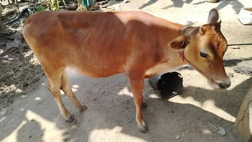 milk cow