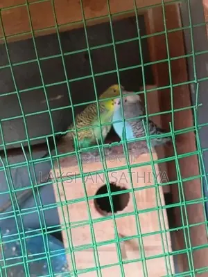 Love Birds