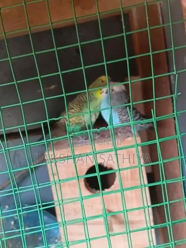 Love Birds