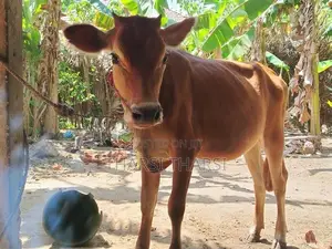 milk cow