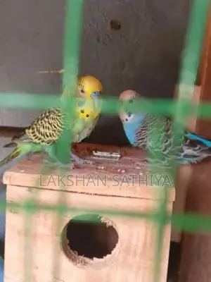 Love Birds