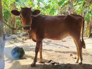 milk cow