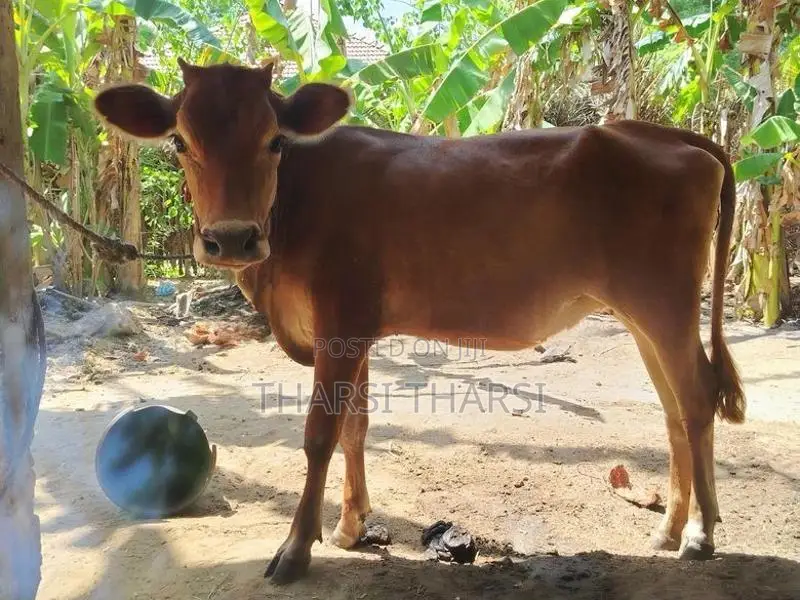 milk cow