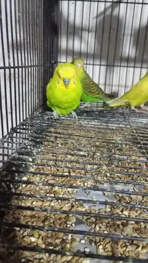 Love Birds