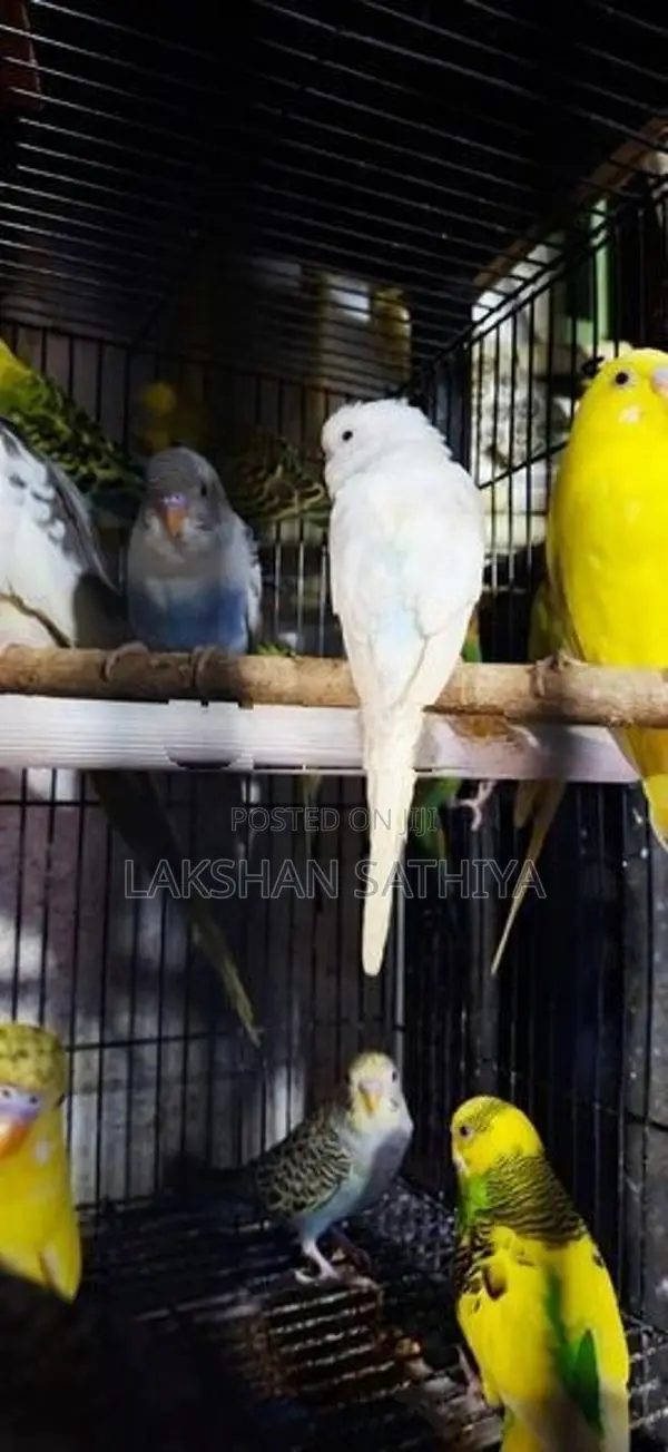 Love Birds