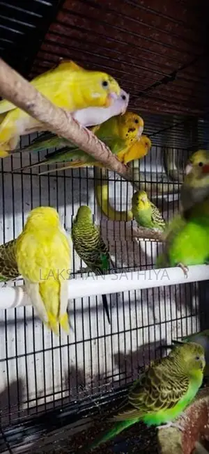 Love Birds