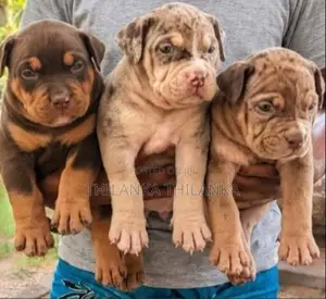 American Bully XL Puppies