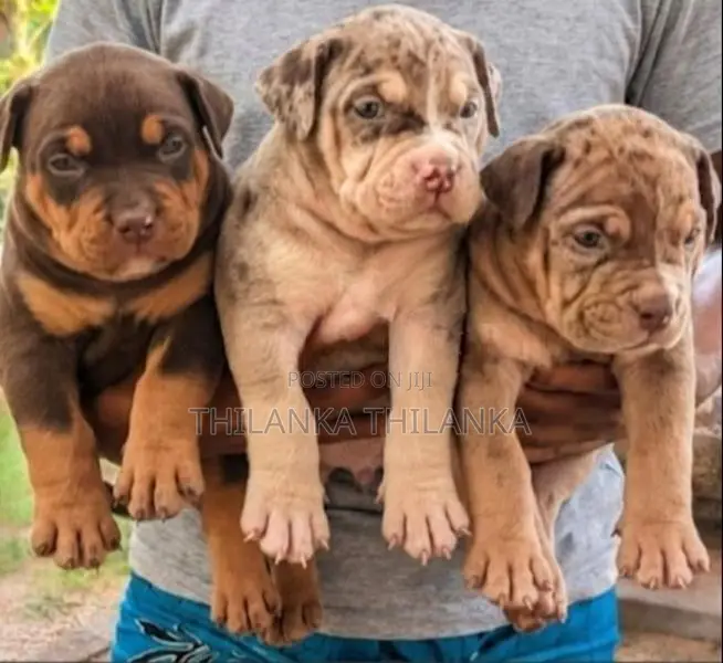 American Bully XL Puppies