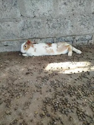 Rabbits