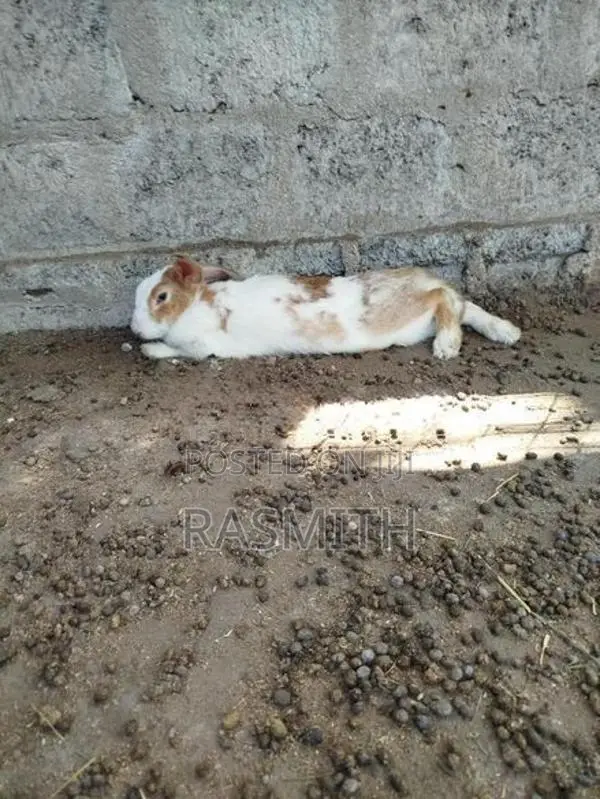 Rabbits
