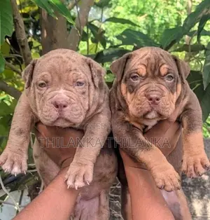 American Bully XL Puppies