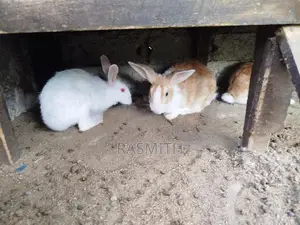 Rabbits