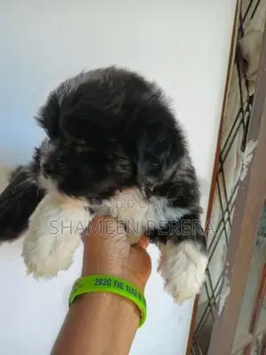 Terrier Puppies