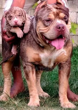 American Bully XL Puppies