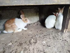 Rabbits