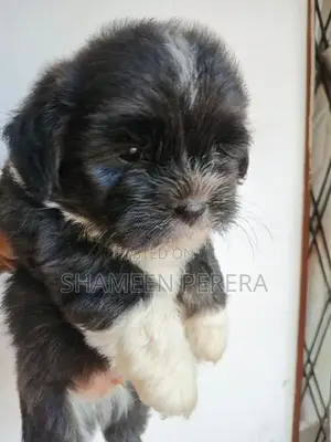 Terrier Puppies