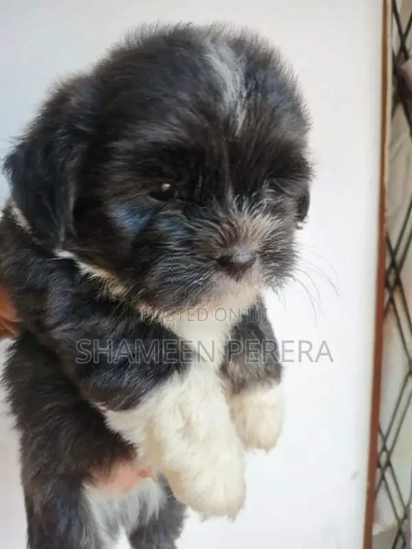Terrier Puppies