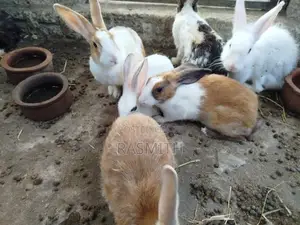 Rabbits