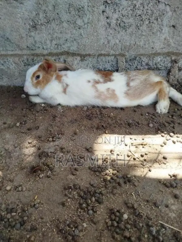 Rabbits