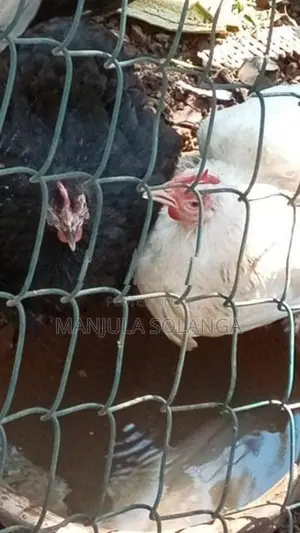Cochin Hen