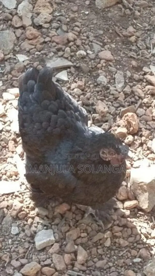 Cochin Hen
