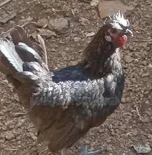 Cochin Hen