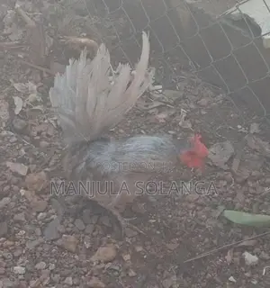 Cochin Hen