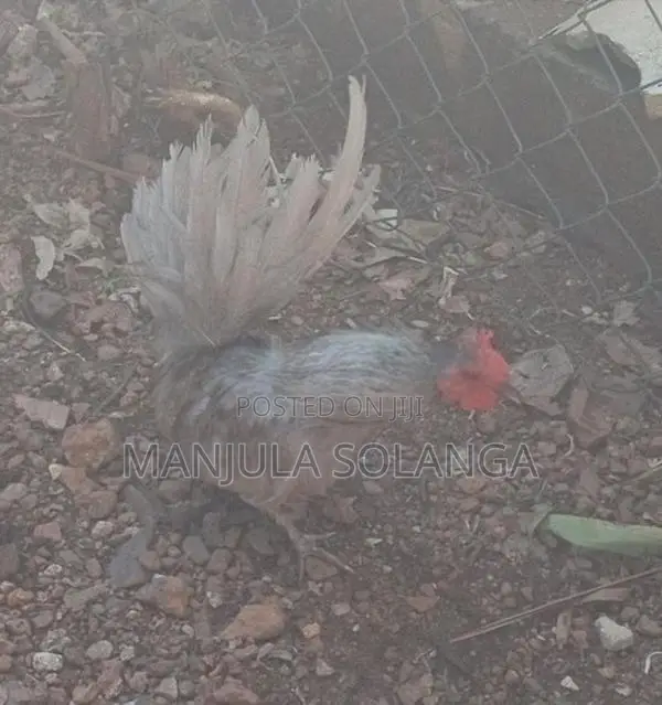 Cochin Hen