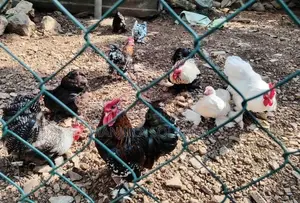 Cochin Hen