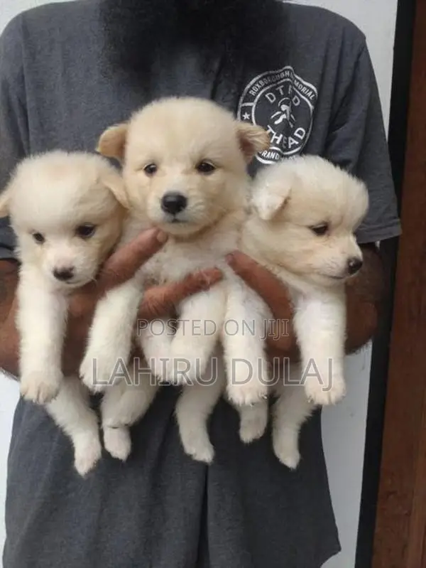 Lion Pomeranian Puppies