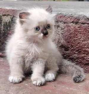 PERSIAN KITTENS (HIMALAYAN)