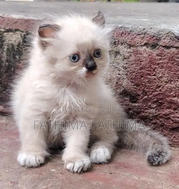 PERSIAN KITTENS (HIMALAYAN)