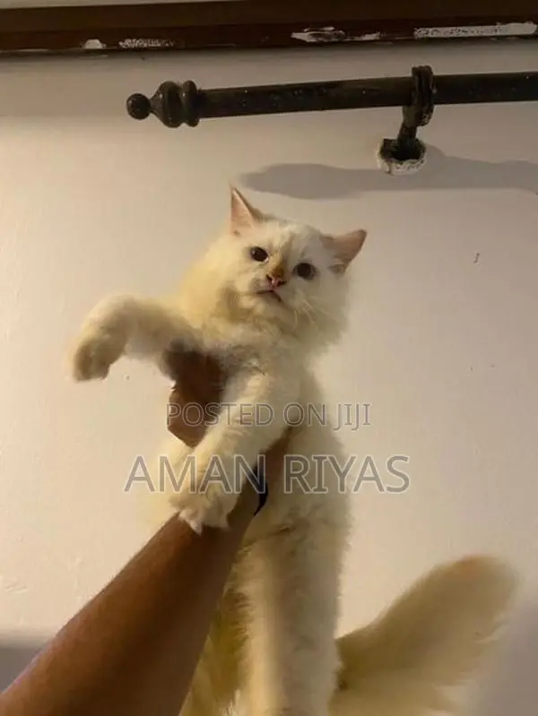 White Persian Kitten