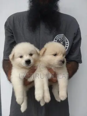 Lion Pomeranian Puppies