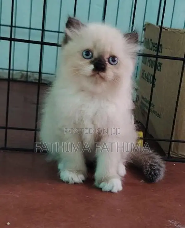 PERSIAN KITTENS (HIMALAYAN)
